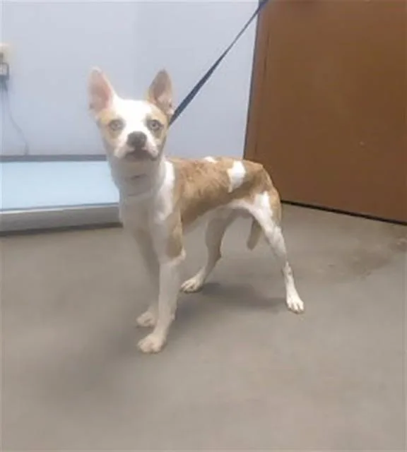 A young small-sized male Australian Kelpie dog named Sprite for adoption in Phoenix, AZ