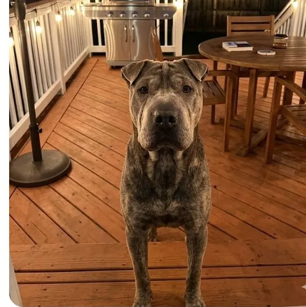 A young medium-sized male Shar-Pei dog named Major for adoption in Winter haven, FL