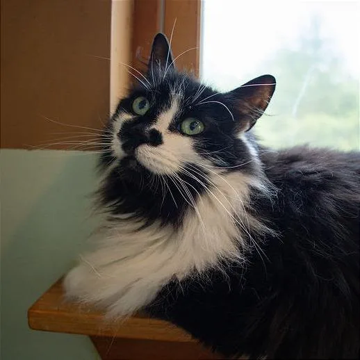 A senior medium-sized female Black Domestic Long Hair cat named Kyoshi for adoption in Brimfield, MA