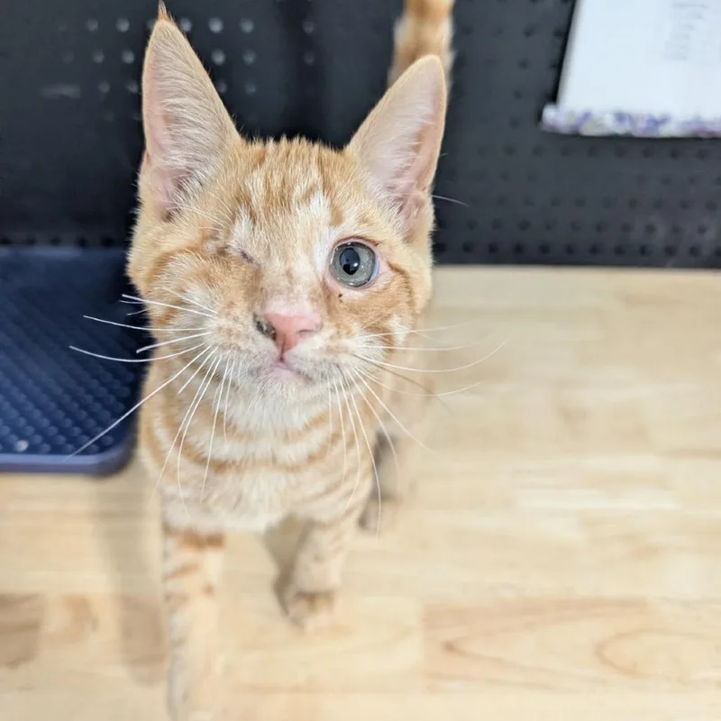 A baby small-sized male Orange / Red Domestic Short Hair cat named Waffle for adoption in Anoka, MN