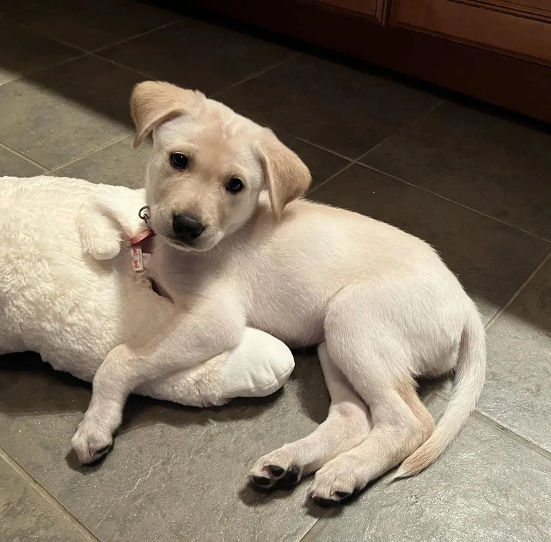 A young medium-sized female Shepherd dog named Super Girl for adoption in Nashville, TN