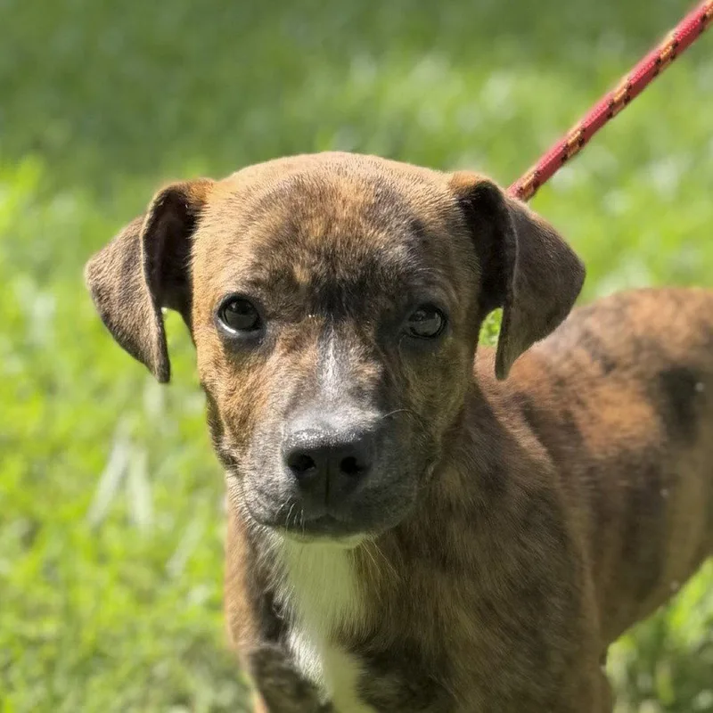 A baby small-sized female Dachshund dog named Pricilla for adoption in Locust Fork, AL