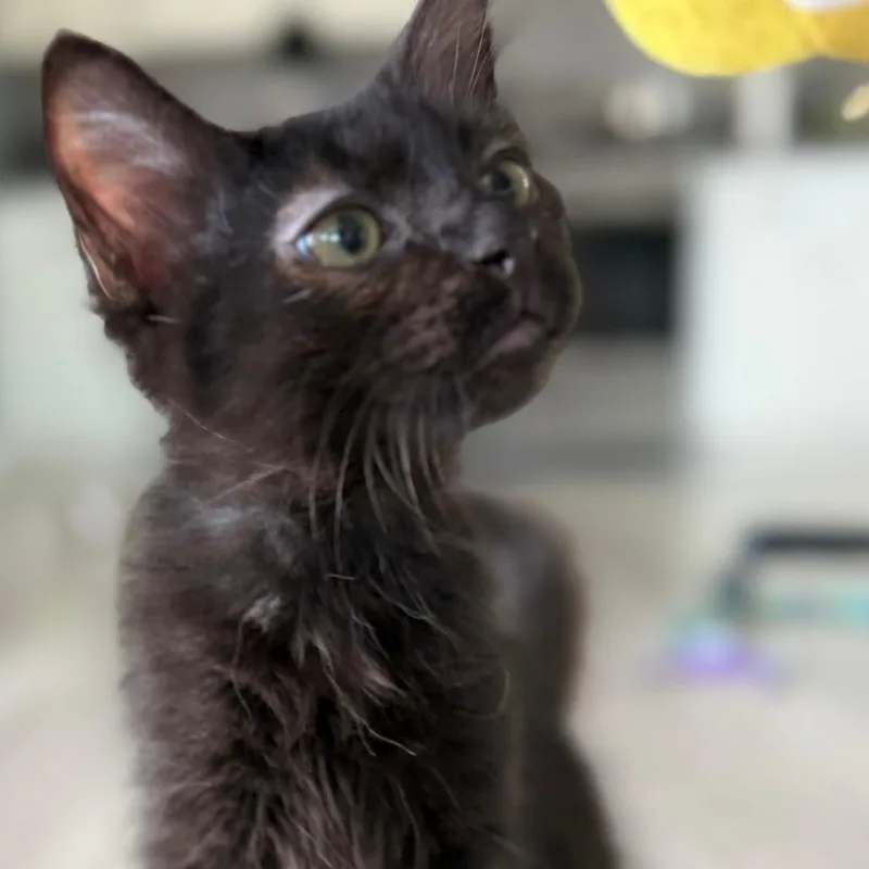 A baby small-sized female Black Domestic Medium Hair cat named Nezuko for adoption in Long Beach, CA