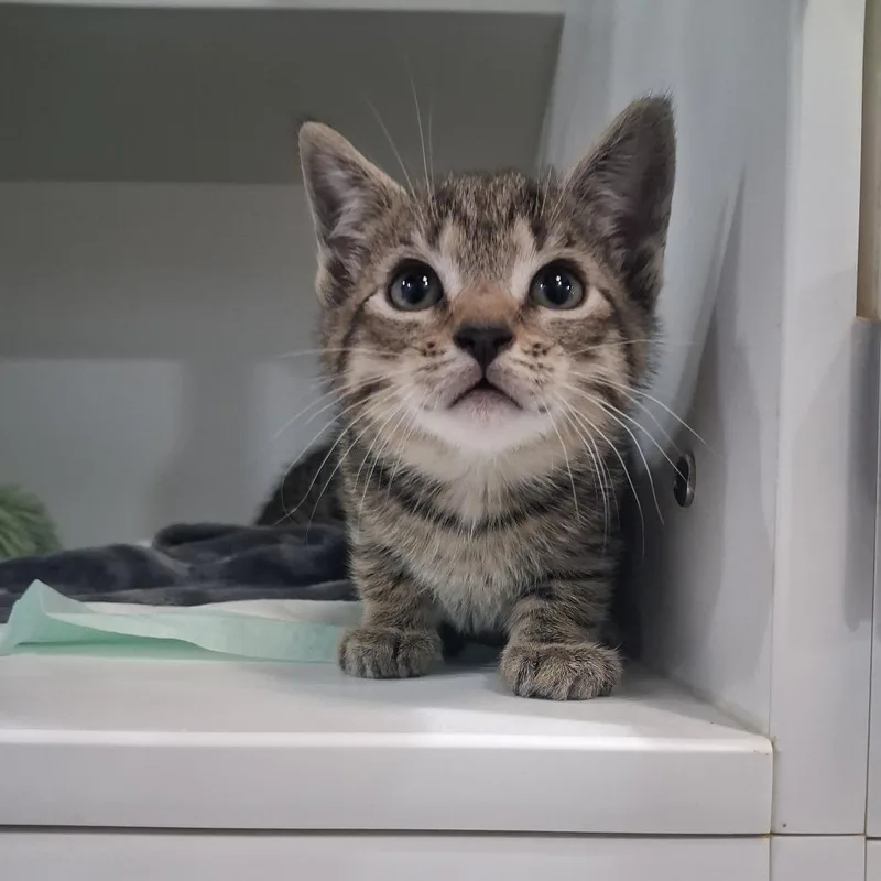 A baby small-sized male Brown / Chocolate Domestic Short Hair cat named Nutmeg for adoption in Elizabeth City, NC