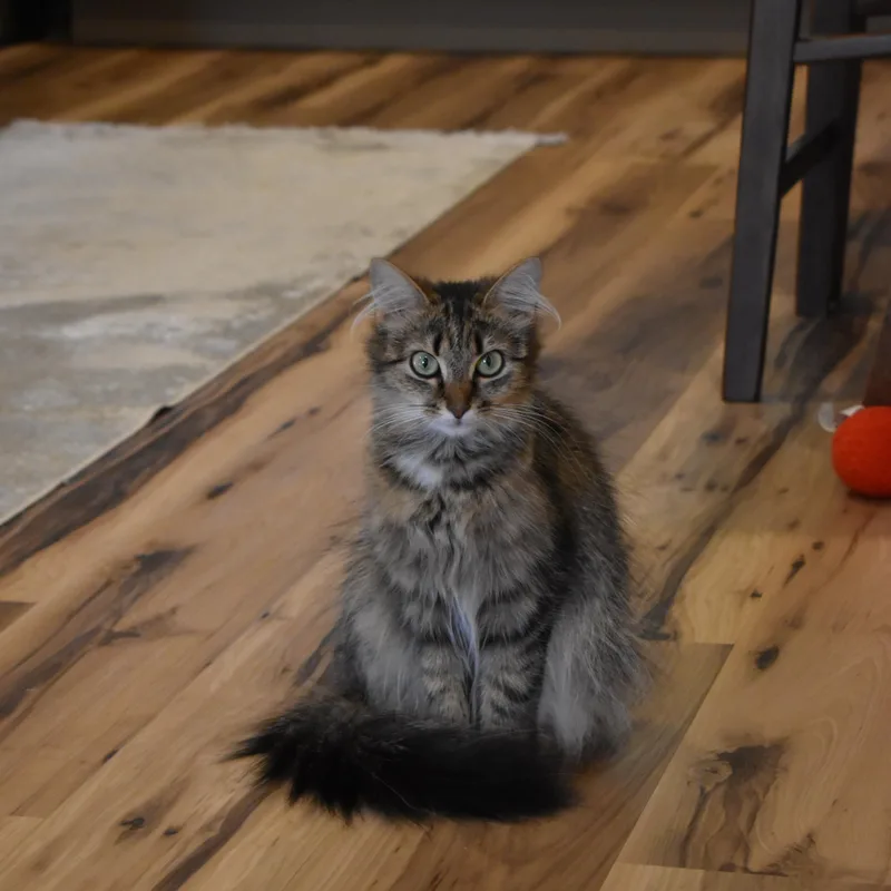 Sadie thumbnail 4