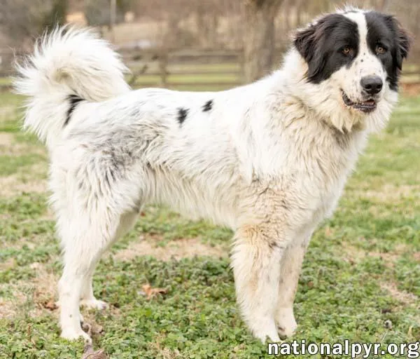 An adult large-sized male White / Cream Great Pyrenees dog named Biggin In Nj  for adoption in Beacon, NY