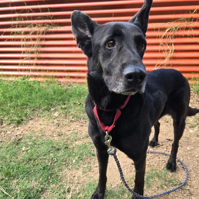 A young medium-sized female Black German Shepherd Dog dog named Glade Candle for adoption in Austin, TX