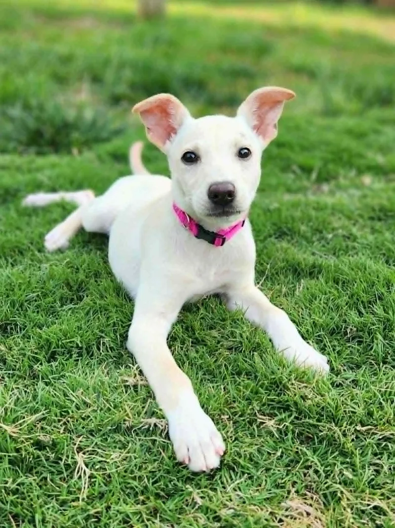 A young medium-sized female Retriever dog named Tally for adoption in Greenville, SC