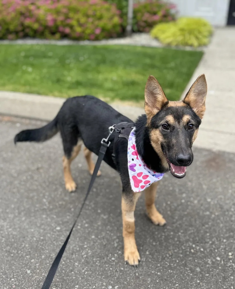 Andi