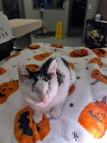 A baby small-sized female Domestic Short Hair cat named Toph for adoption in San Martin, CA