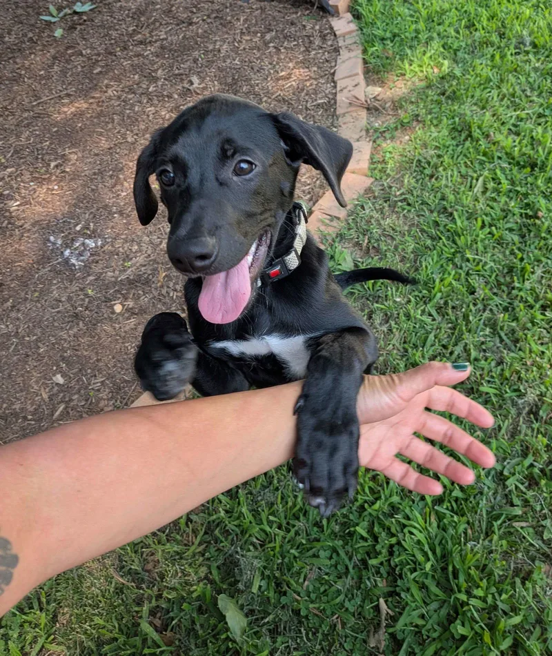 A baby medium-sized male Mixed Breed dog named Cole for adoption in Cliffwood, NJ