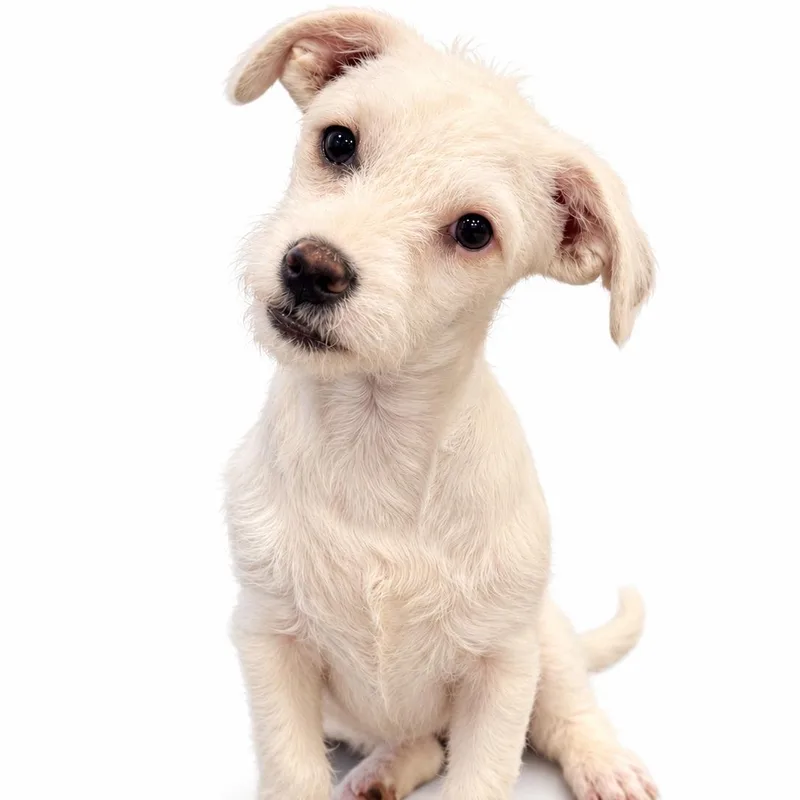 A young small-sized female White / Cream Wirehaired Terrier dog named Wish for adoption in Saratoga Springs, NY