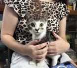 A baby medium-sized female Tabby (Gray / Blue / Silver) Domestic Short Hair cat named Arwen NOW Minnie for adoption in Portsmouth, OH