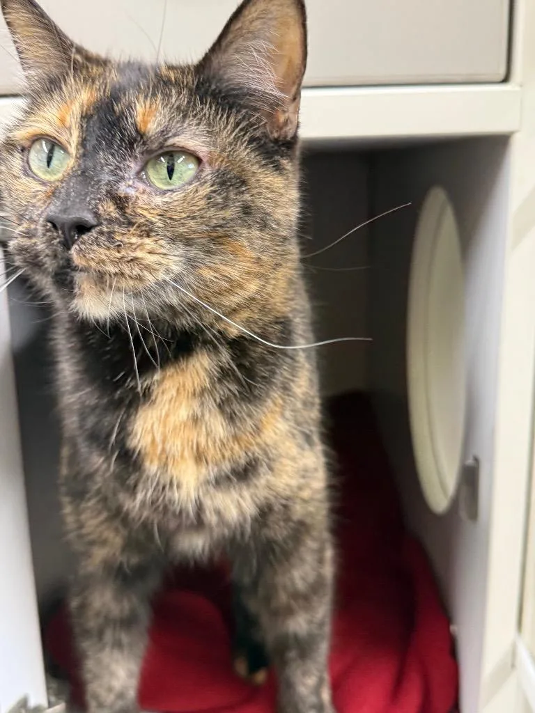 A baby large-sized female Domestic Short Hair cat named Snickers for adoption in Sapulpa, OK