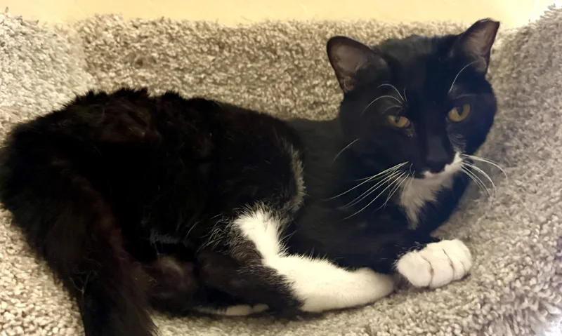 An adult medium-sized female Black & White / Tuxedo Tuxedo cat named Moon Pie for adoption in Prescott, AZ
