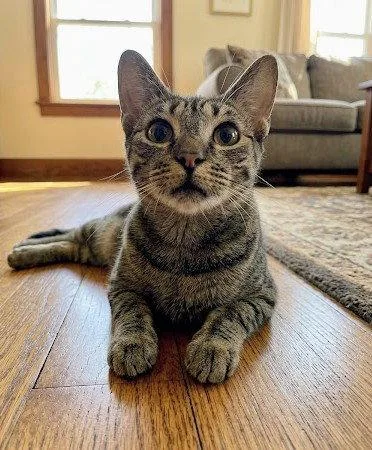A young medium-sized female Domestic Short Hair cat named Deb for adoption in Allentown, PA