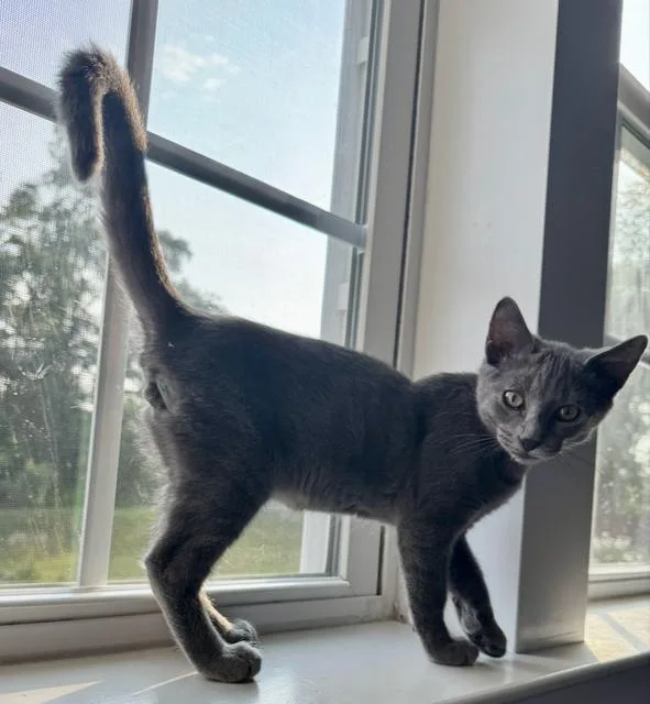 A young small-sized male Domestic Short Hair cat named George for adoption in Bethel Park, PA