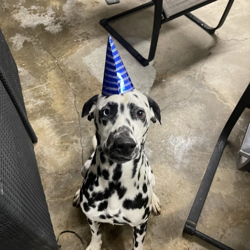An adult medium-sized male White / Cream Dalmatian dog named OlyOntario  CA for adoption in San Diego, CA