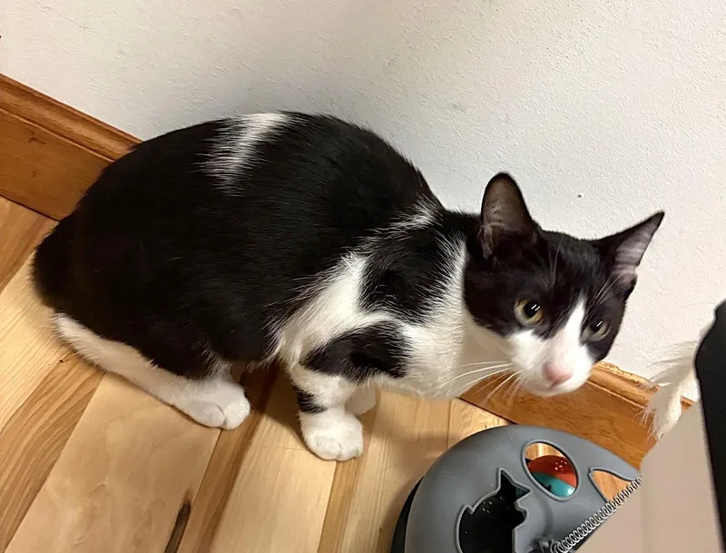 A baby medium-sized male Black & White / Tuxedo Domestic Short Hair cat named Panda for adoption in New Albany, OH
