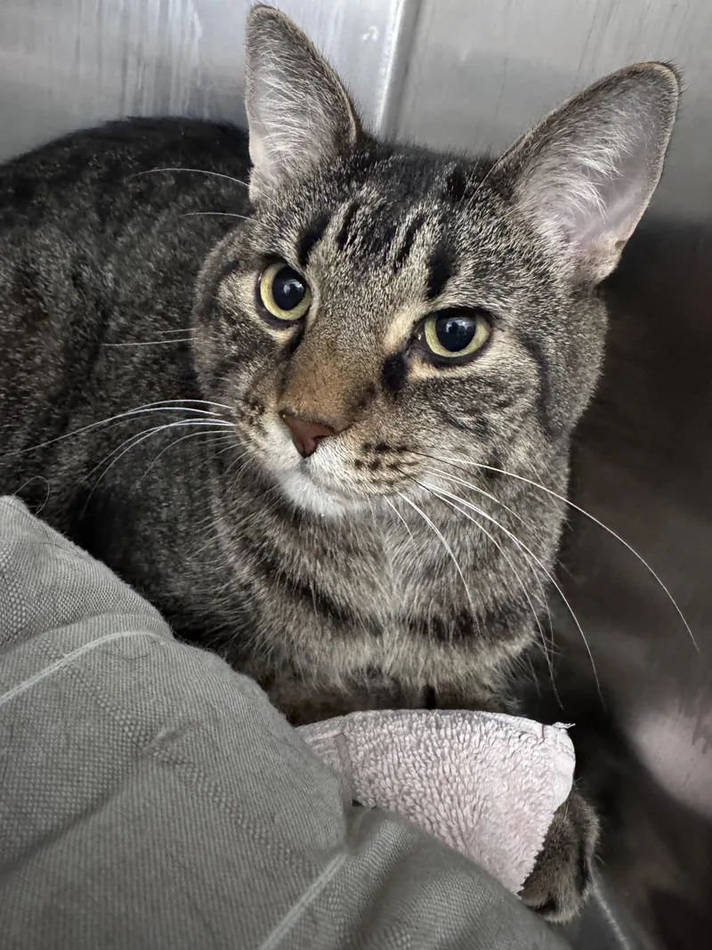 A young medium-sized male Orange & White Domestic Short Hair cat named Blaze and Smokey Bear for adoption in Waltham, MA