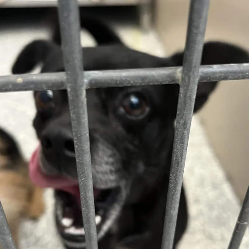 An adult small-sized male Black Chihuahua dog named Tux for adoption in Taos, NM