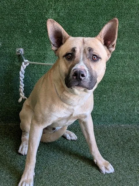 A young large-sized male Pit Bull Terrier dog named Locky for adoption in Lancaster, CA