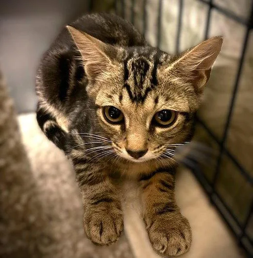 A baby medium-sized female Tabby cat named Chazzy for adoption in Fort Myers, FL