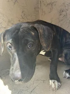 A baby medium-sized female Beagle dog named Penny for adoption in Gainesville, FL