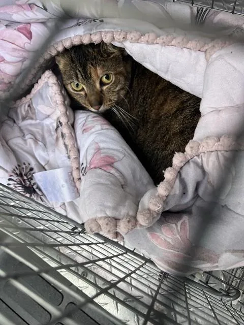 A young small-sized female Domestic Short Hair cat named Rhombus for adoption in Palmetto, FL