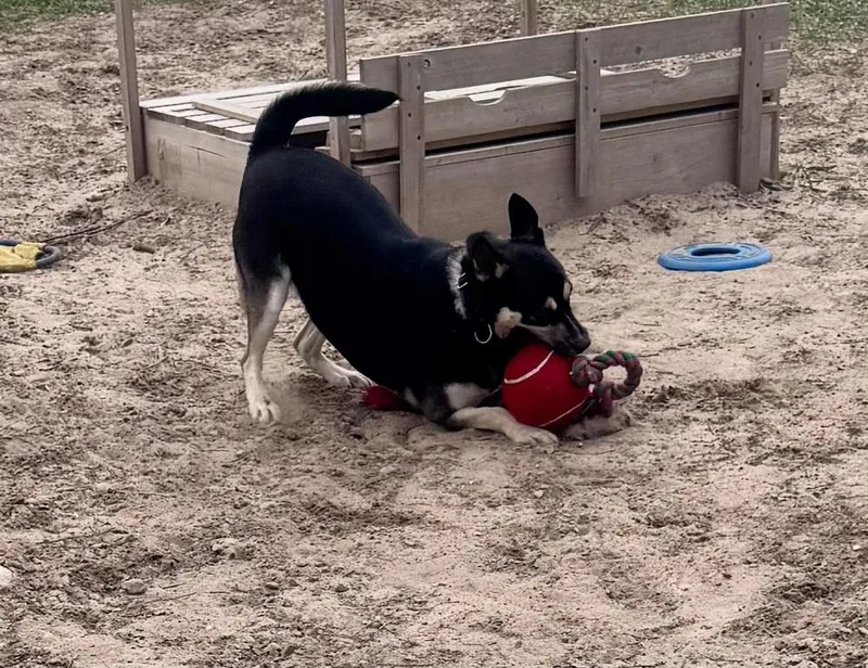 A young medium-sized female Brown / Chocolate Shepherd dog named Sheena for adoption in Kalamazoo, MI