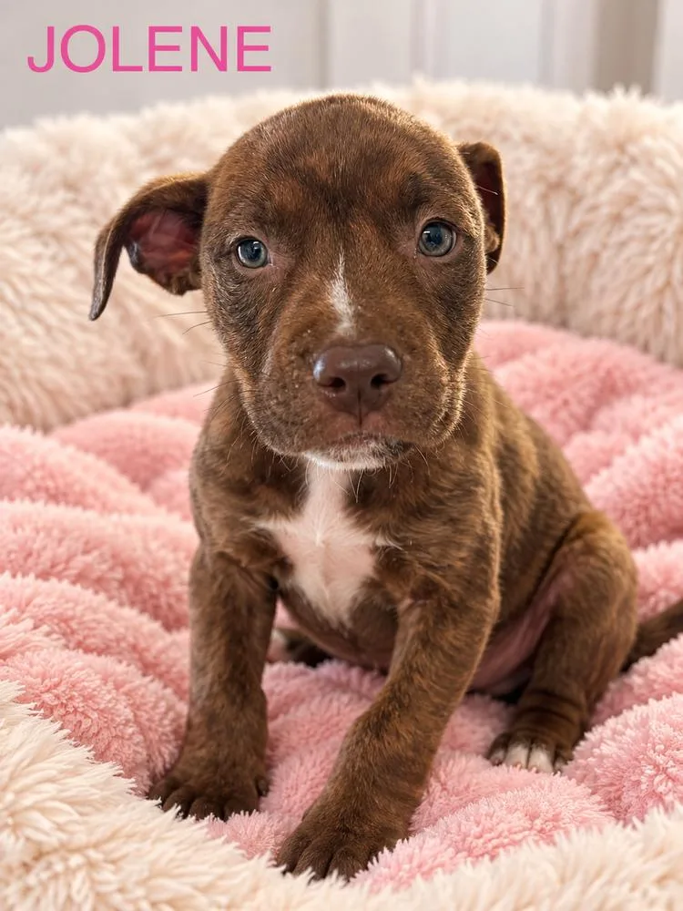 A baby medium-sized female Pit Bull Terrier dog named Jolene for adoption in Jefferson Hills, PA