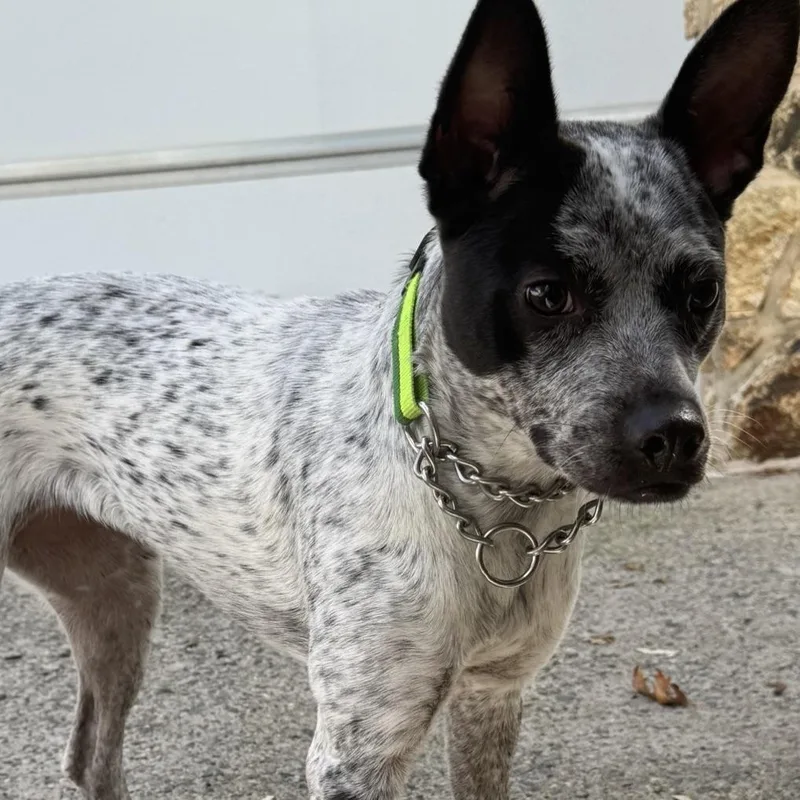 A young medium-sized female Australian Cattle Dog / Blue Heeler dog named Brisbane for adoption in Liverpool, TX