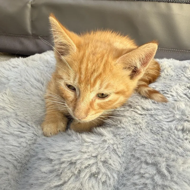 A baby small-sized male Orange / Red Domestic Short Hair cat named Megatron for adoption in Long Beach, CA