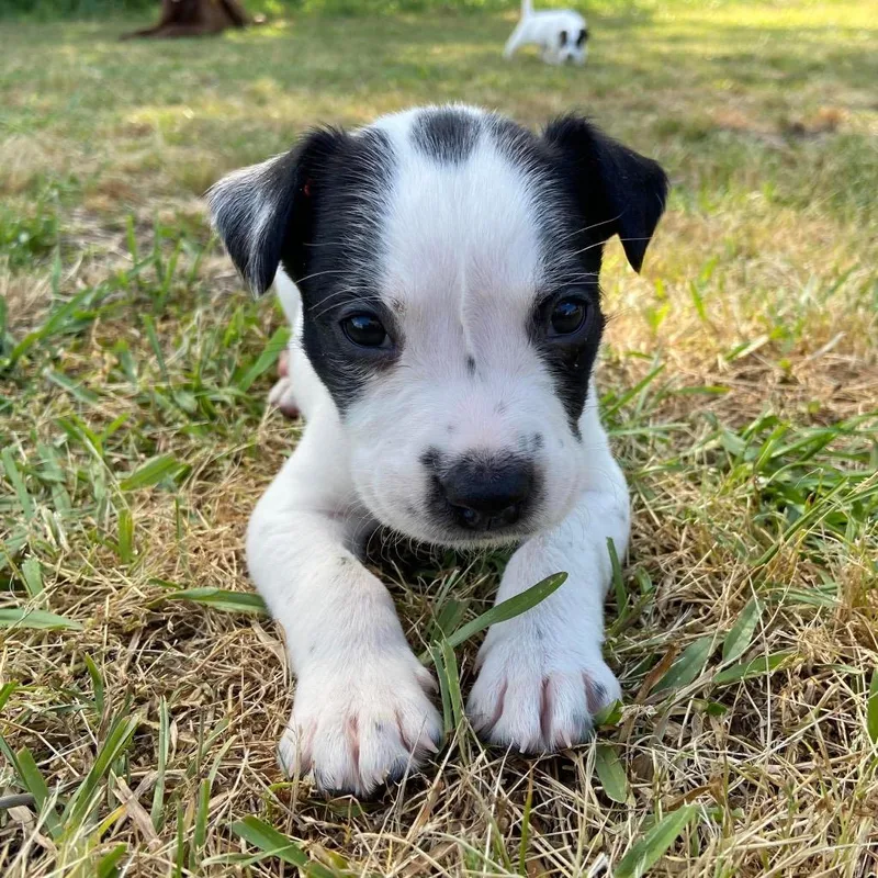 A baby large-sized male Pointer dog named Kibou for adoption in Clinton, SC