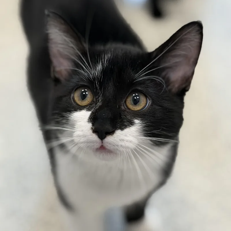 A baby medium-sized male Black & White / Tuxedo Domestic Short Hair cat named Moscow for adoption in Cooperstown, NY