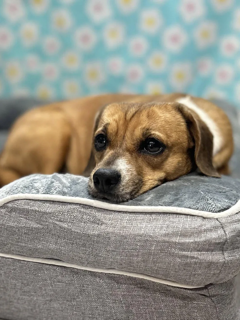 Biscuit The Beagle thumbnail 2