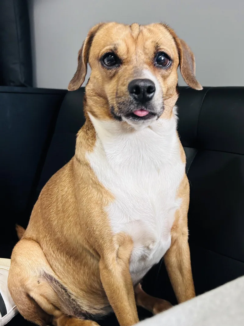 Biscuit The Beagle thumbnail 3