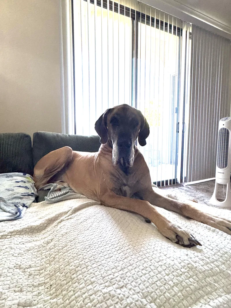 An adult extra large-sized male Great Dane dog named Moose for adoption in Mesa, AZ