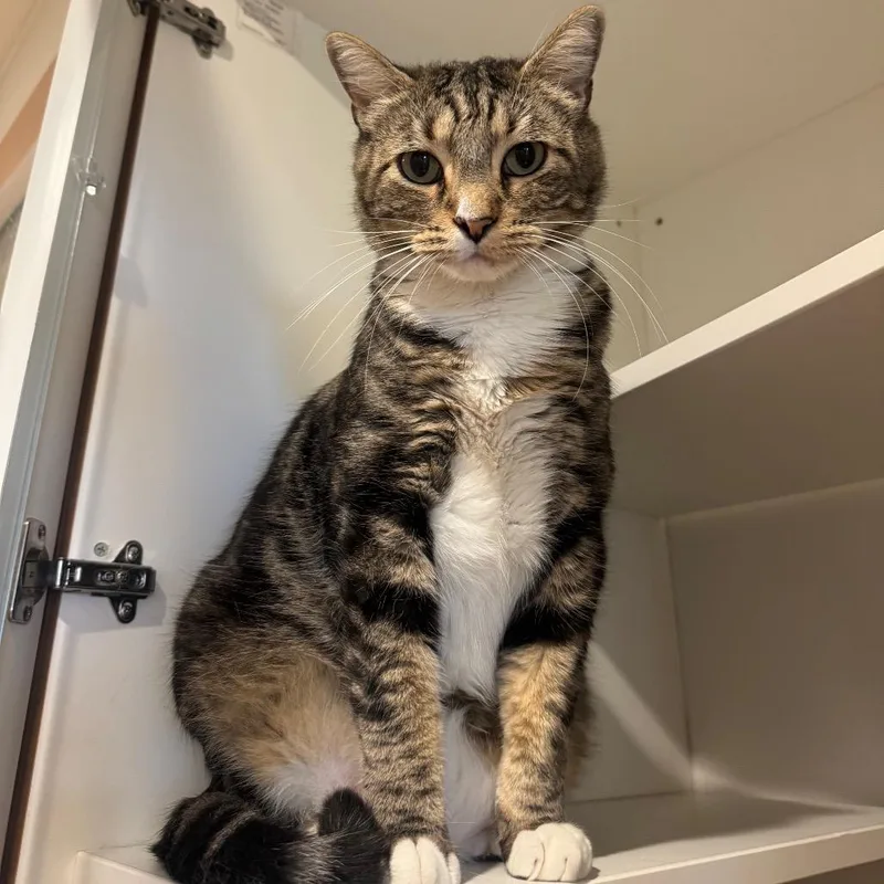 An adult small-sized male Gray / Blue / Silver Domestic Short Hair cat named Maker for adoption in Buellton, CA