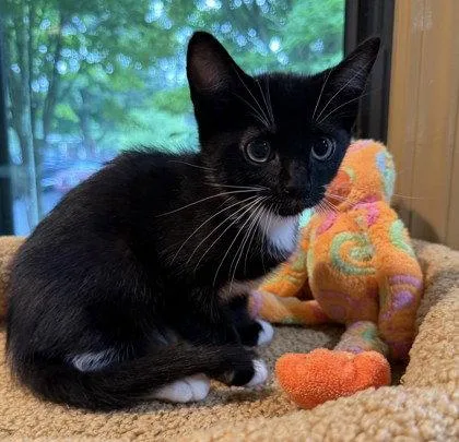 A young small-sized male Black & White / Tuxedo Domestic Short Hair cat named Nate Archibald for adoption in Midland, VA