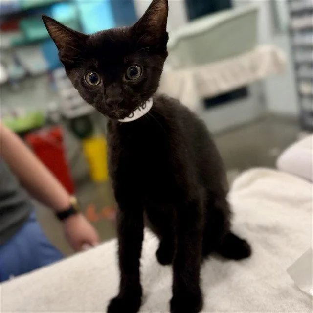 A baby small-sized male Black Domestic Short Hair cat named Tito for adoption in Tavares, FL