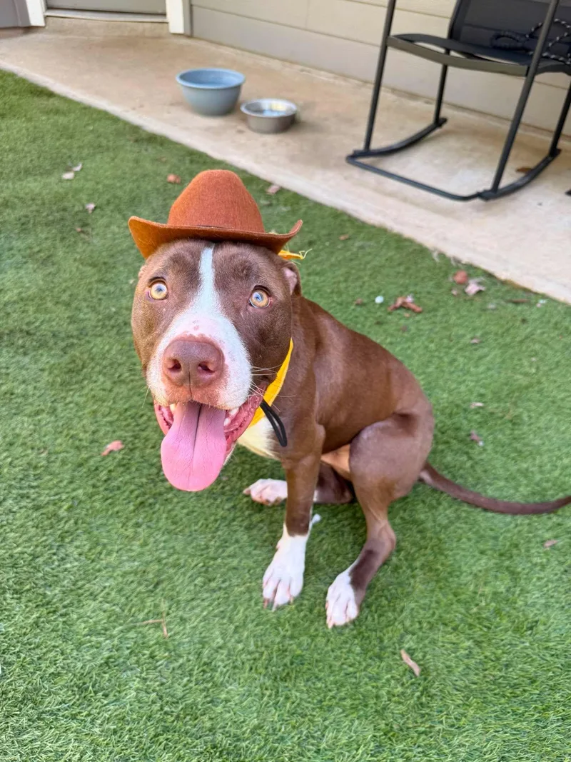 An adult medium-sized male Brown / Chocolate American Staffordshire Terrier dog named Hank for adoption in Spring, TX