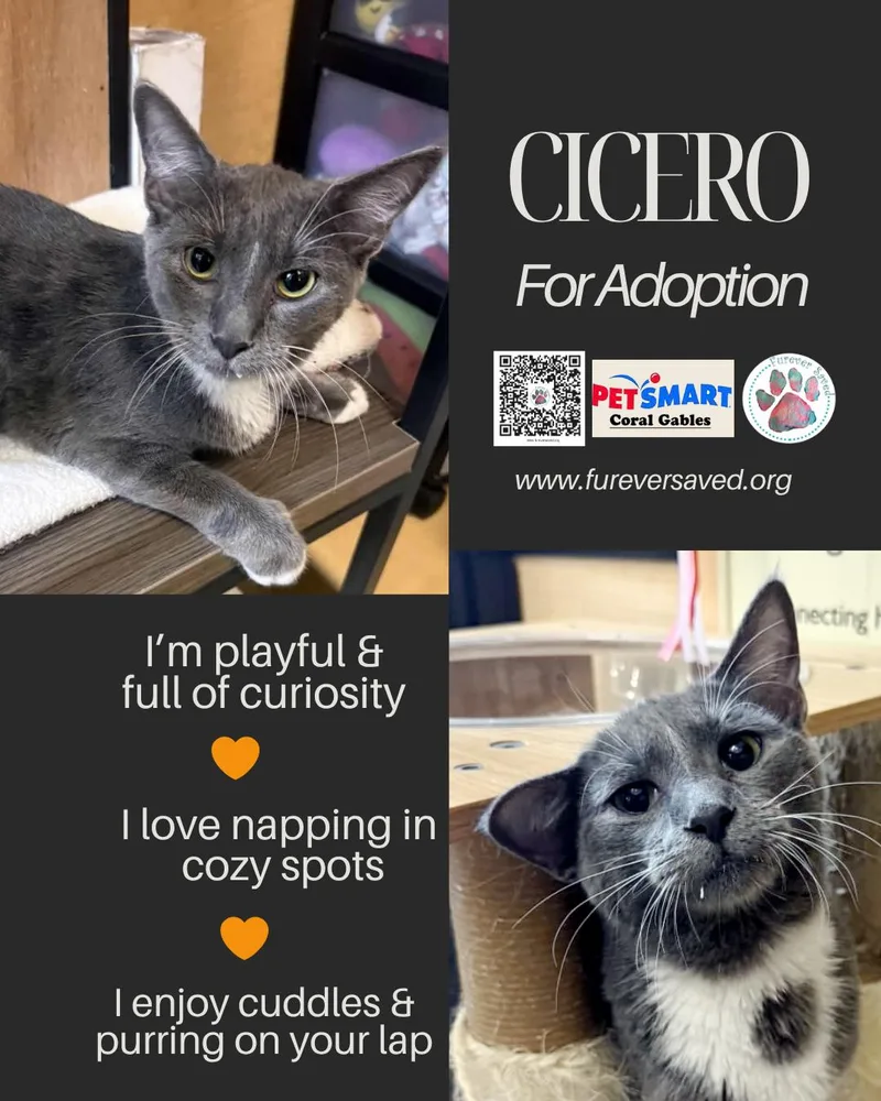 A baby small-sized male Gray / Blue / Silver Domestic Short Hair cat named Cicero for adoption in Miami, FL