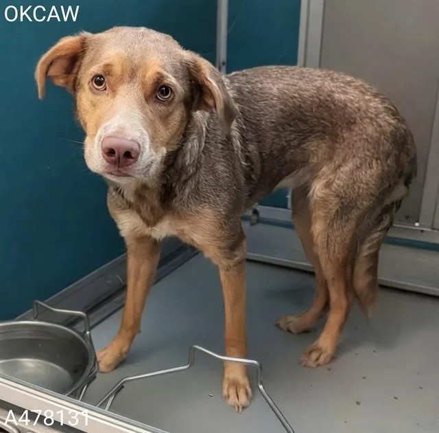 A young large-sized female Lakeland Terrier dog named A for adoption in Oklahoma City, OK