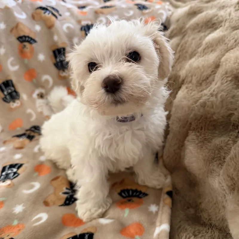A baby small-sized male Poodle dog named Magic for adoption in Las Vegas, NV