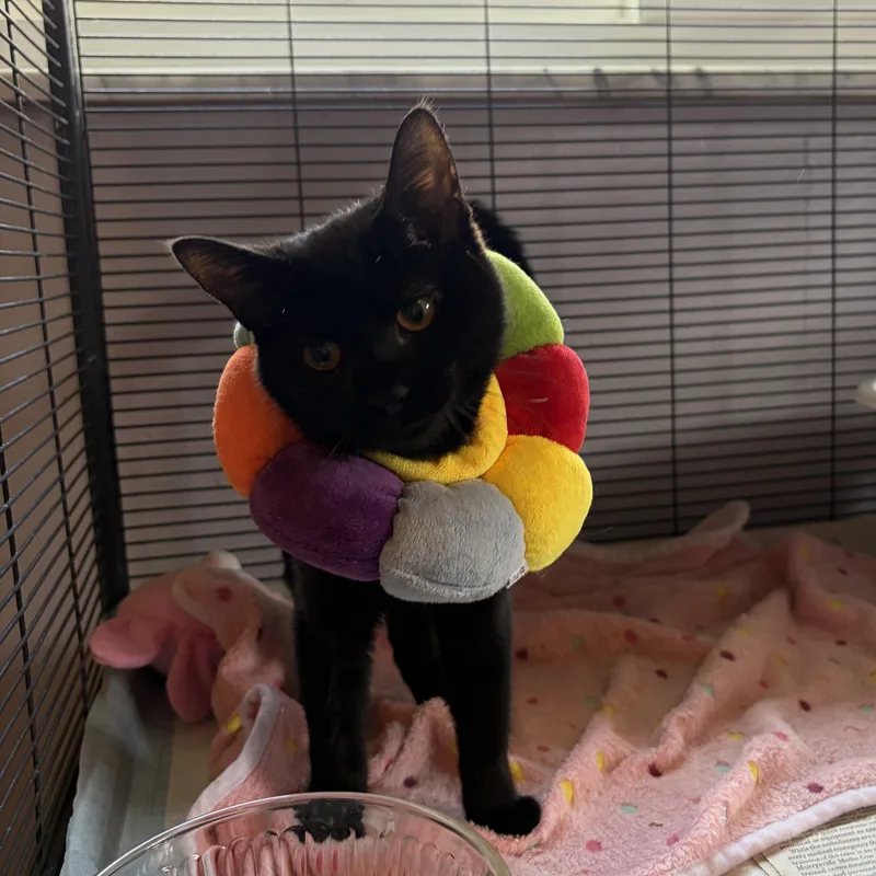 A baby medium-sized female Black Domestic Short Hair cat named Olive for adoption in North Huntingdon, PA