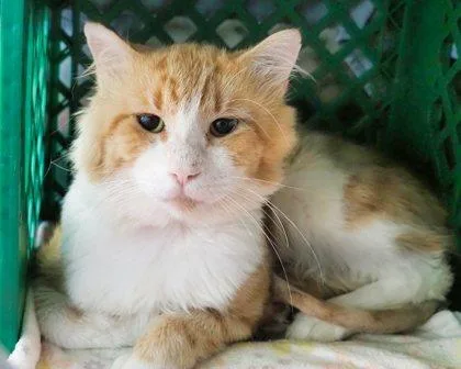 An adult small-sized male Domestic Short Hair cat named Chester for adoption in West Seneca, NY