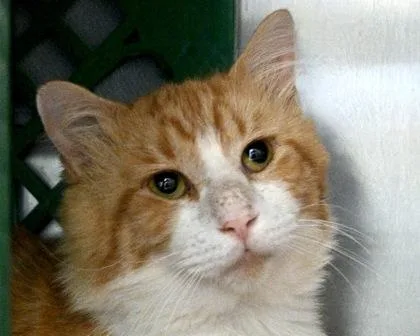 Chester thumbnail 3