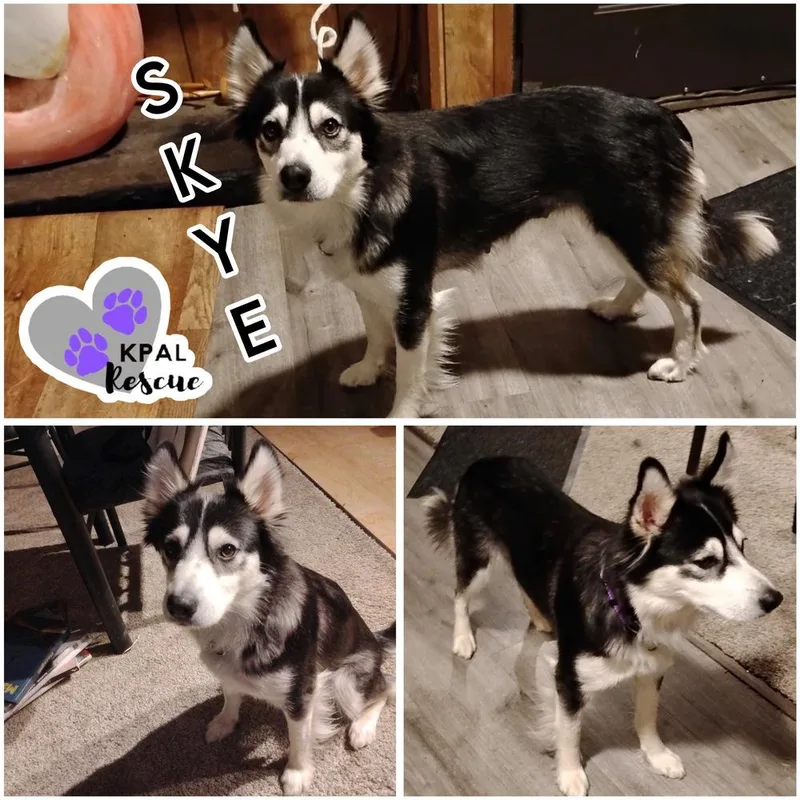 An adult medium-sized female Tricolor (Brown, Black, & White) Mixed Breed dog named Skye for adoption in Kenai, AK