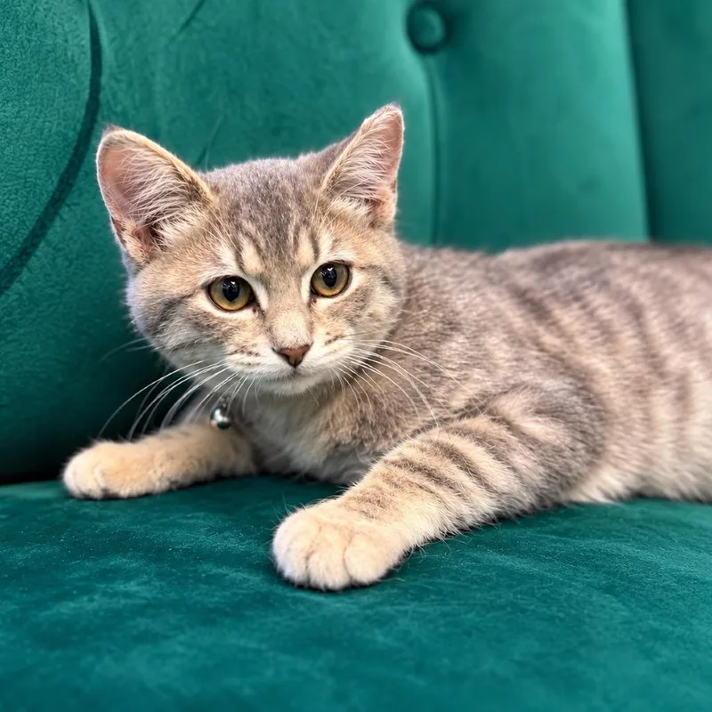 A baby small-sized female Gray / Blue / Silver Domestic Short Hair cat named Hecate for adoption in Bismarck, ND